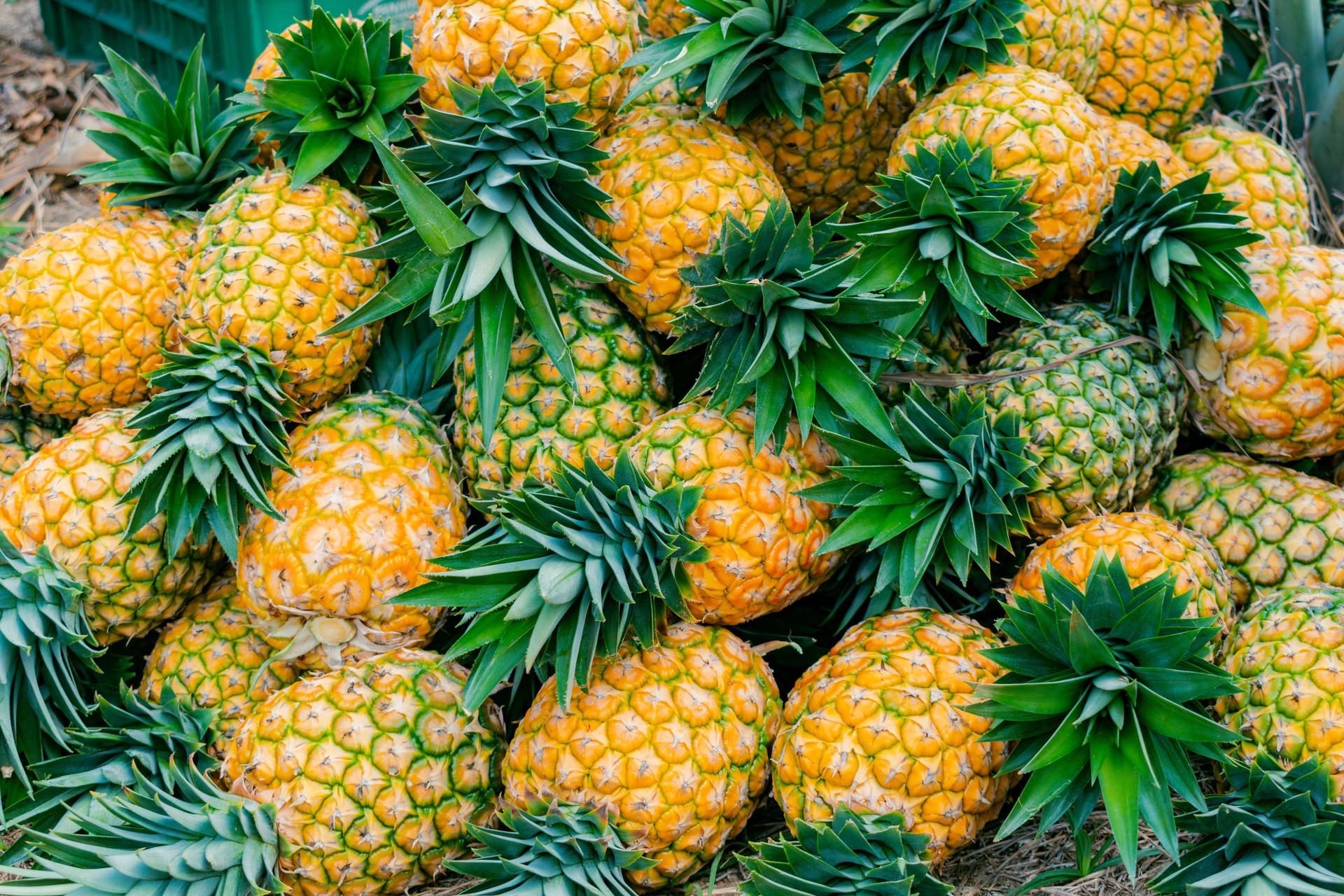 ripe pineapple freshly harvested honey gold variety (Ananas comosus)