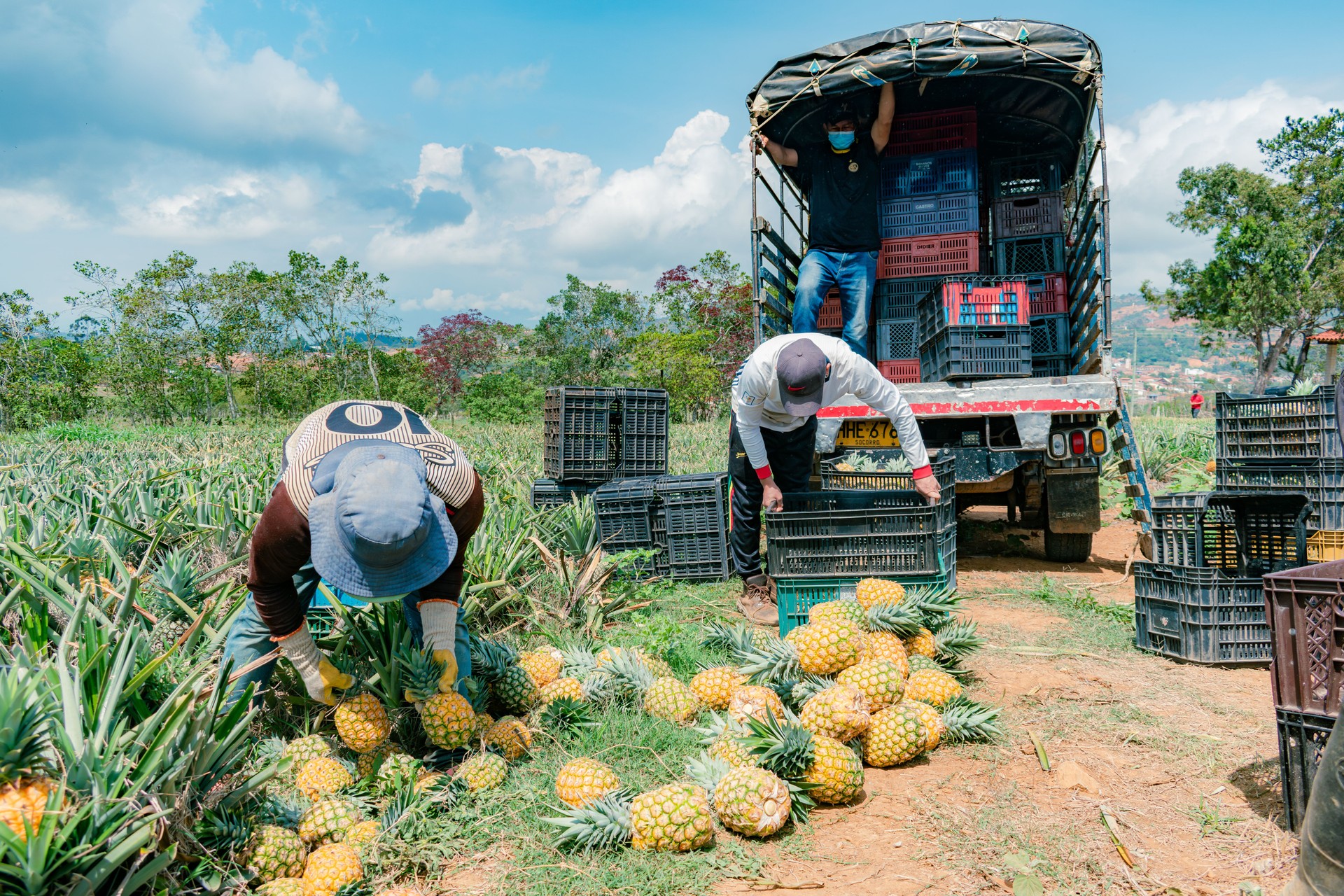 men collect and classify pineapple, in Colombia